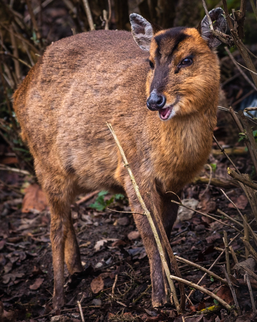 Happy Chappy: Muntjack Deer