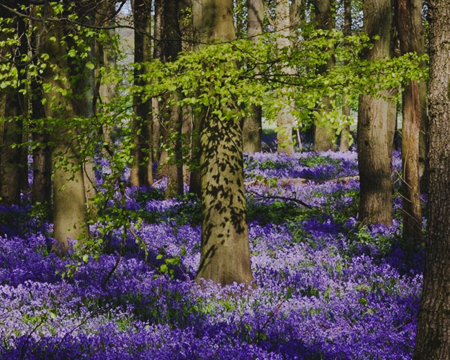 Dapple: Dockey Wood, Buckinghamshire.