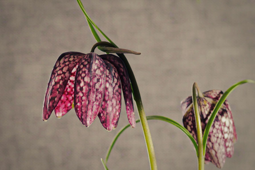 Fritillaria Meleagris (landscape)