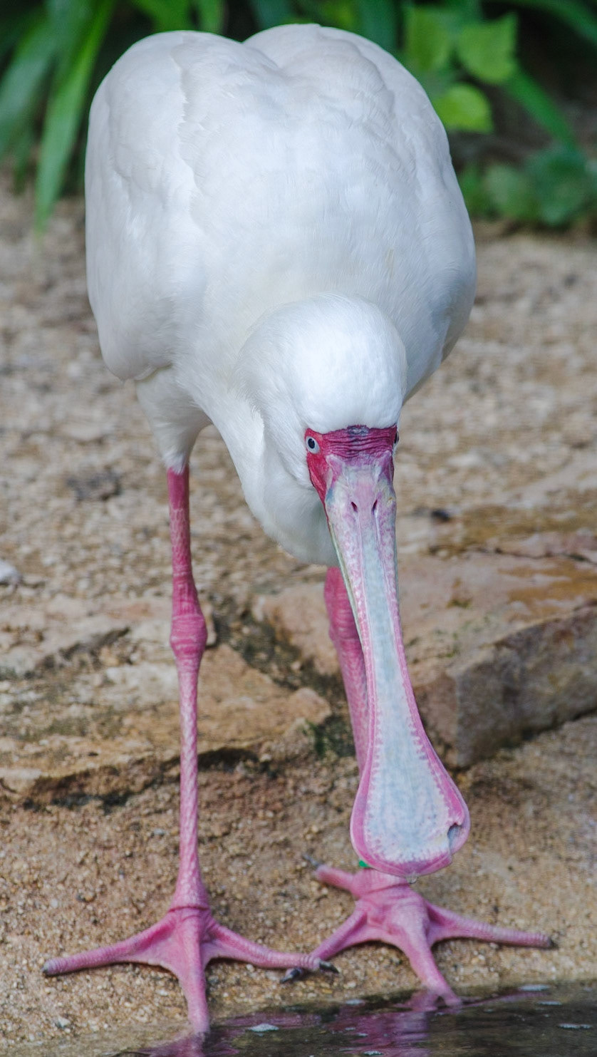 Spoonbill