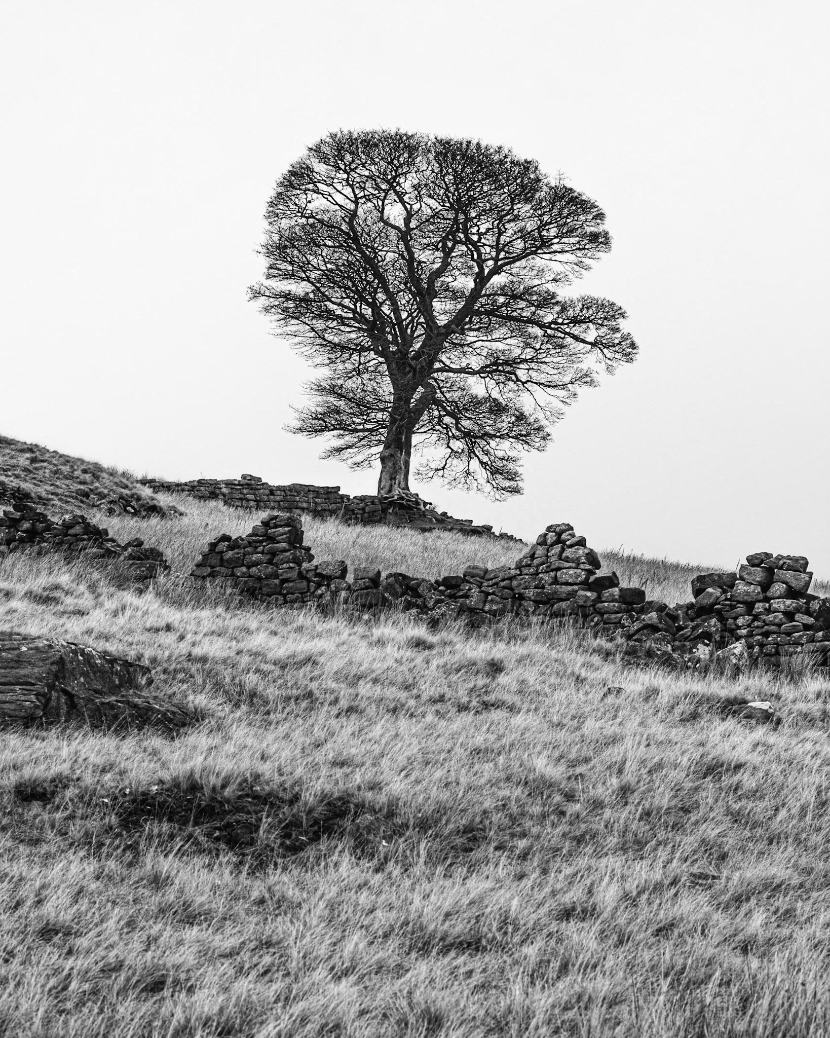 The Bronte Tree, Near Haworth. Portrait. B'n'W. Printed on Hahnemühle FineArt Baryta.
