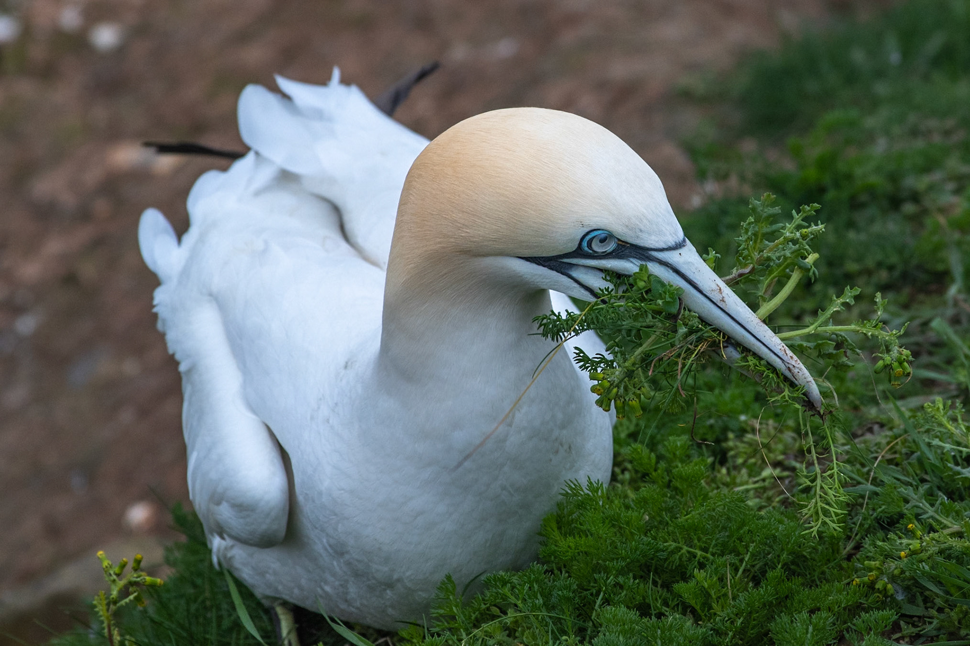 Gannet [2]