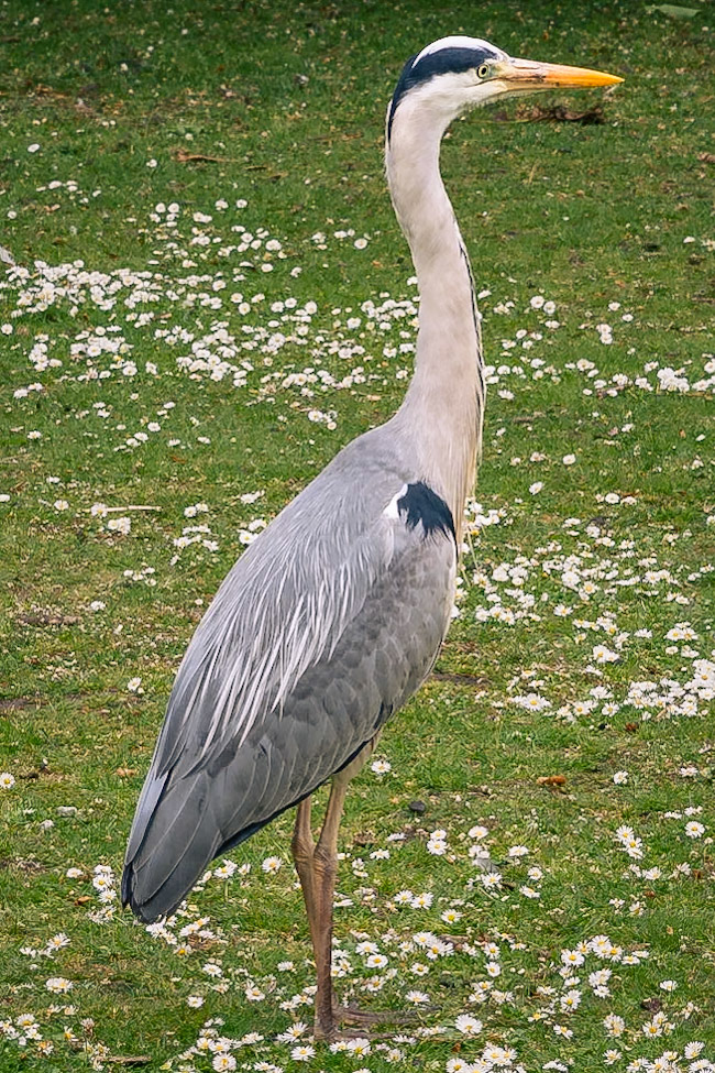 Heron in the Park