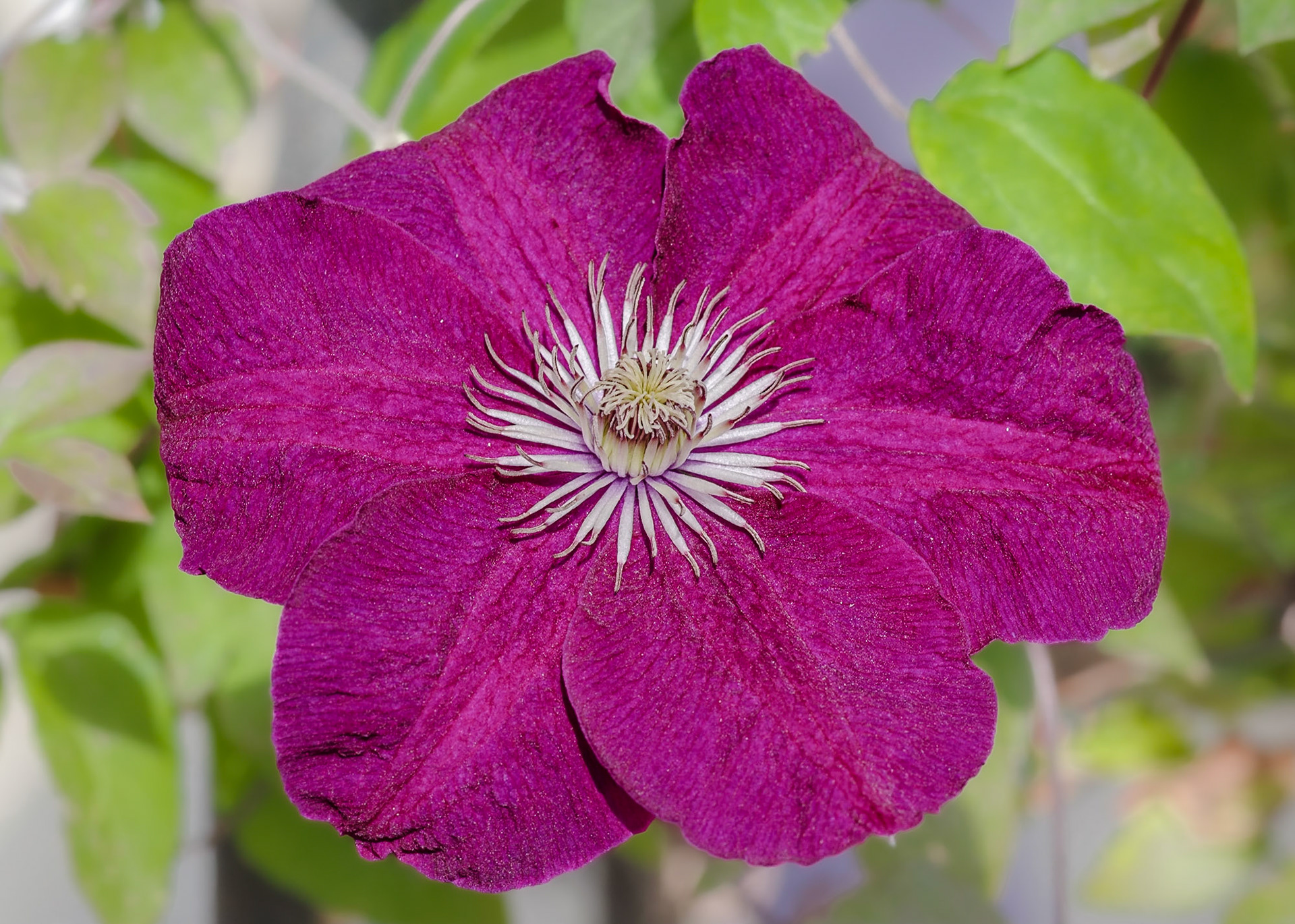 Clematis