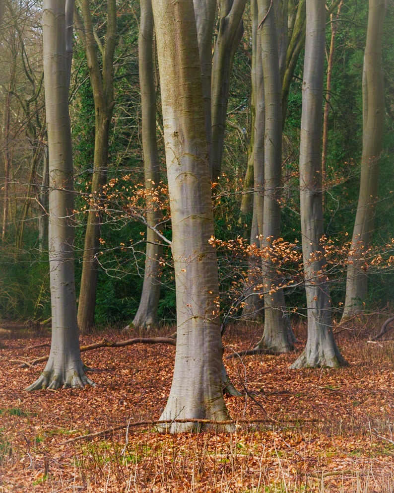 Zone Defence: Lynford Arboretum.