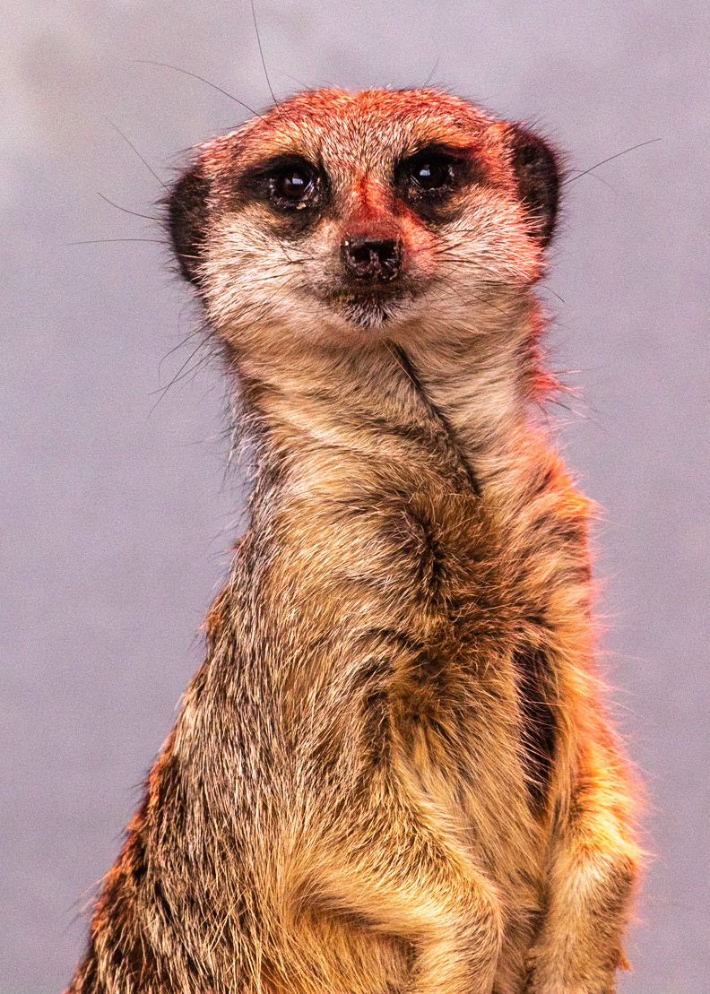 Basking in the Warmth: Meerkat enjoying the heat lamp, pictured at Paradise Wildlife Park.