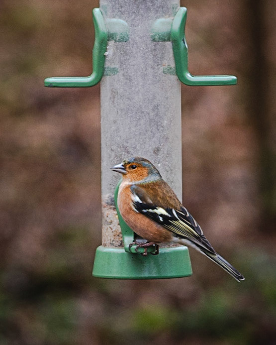 Chaffinch at the Feeder
