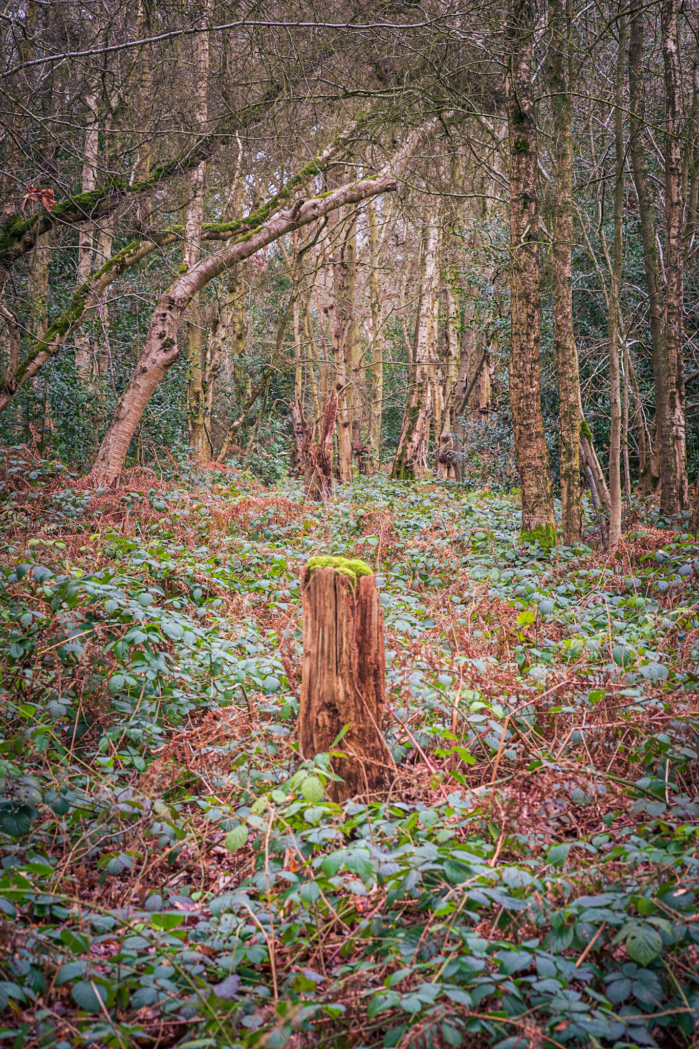 Stumped!: Tyrell's Wood, Norfolk.