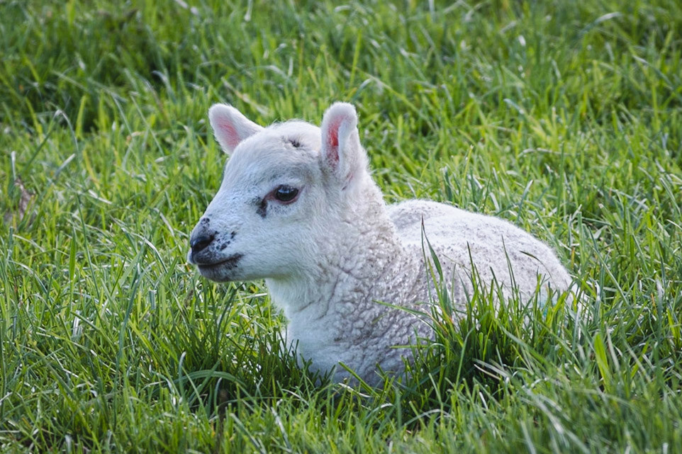 The White Sheep of the Family