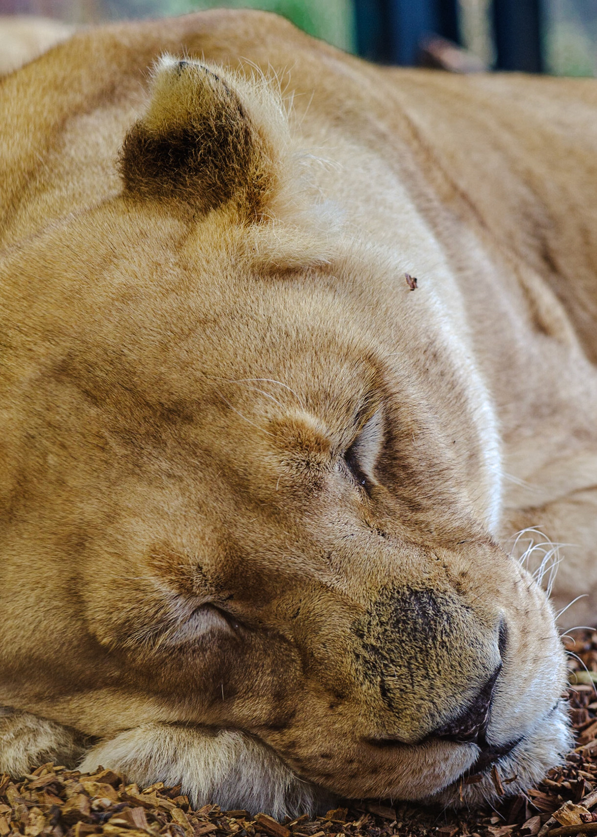 Izulu the Sleeping Lioness: White Lion, pictured at Paradise Wildlife Park