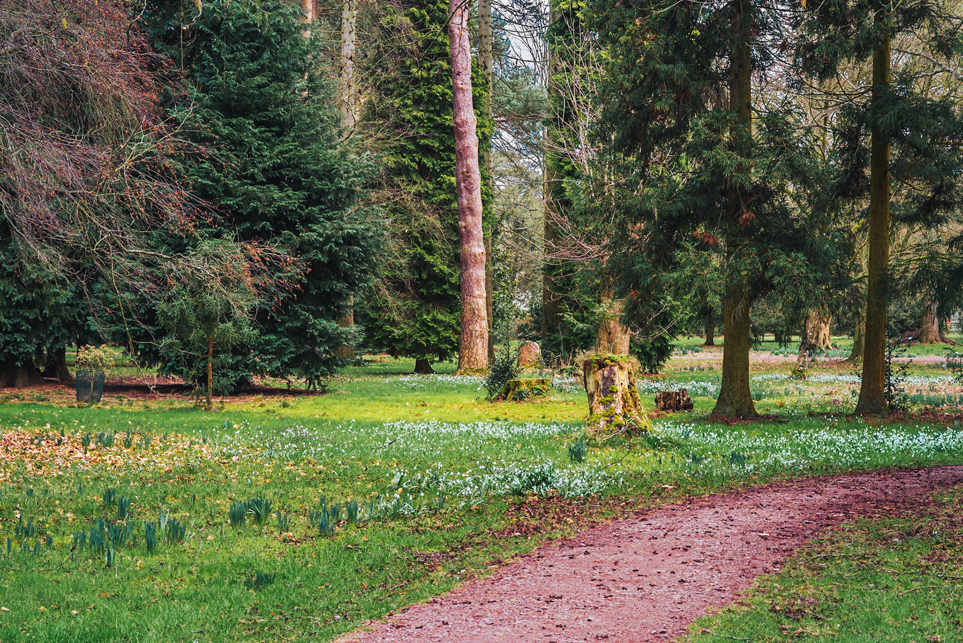 Lynford Arboretum: Snow Drops in abundance on a winter walk.  Landscape. Colour. Printed on Hahnemühle Torchon.