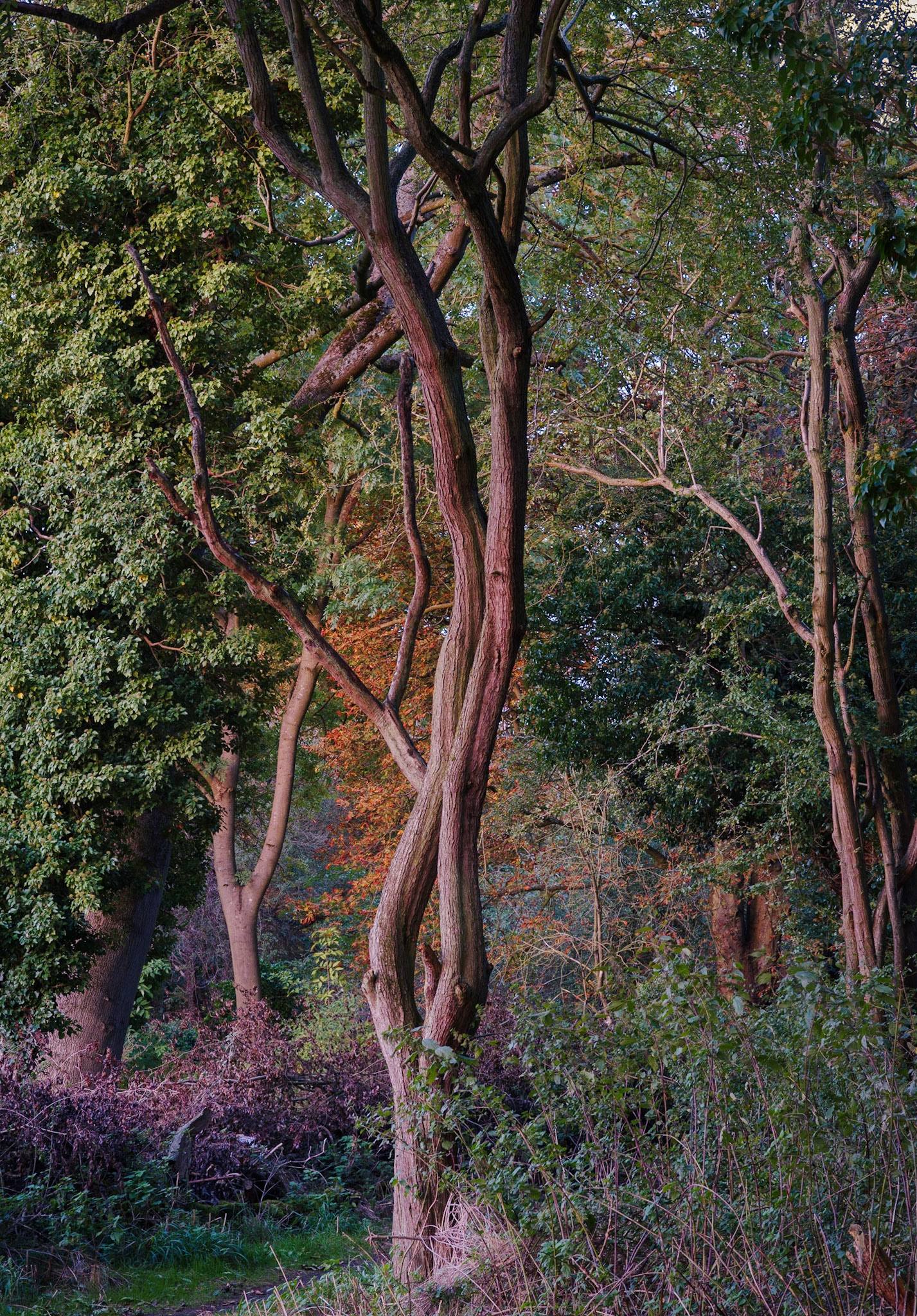 Tree at Sunset: Norton Common Nature Reserve, Letchworth Garden City