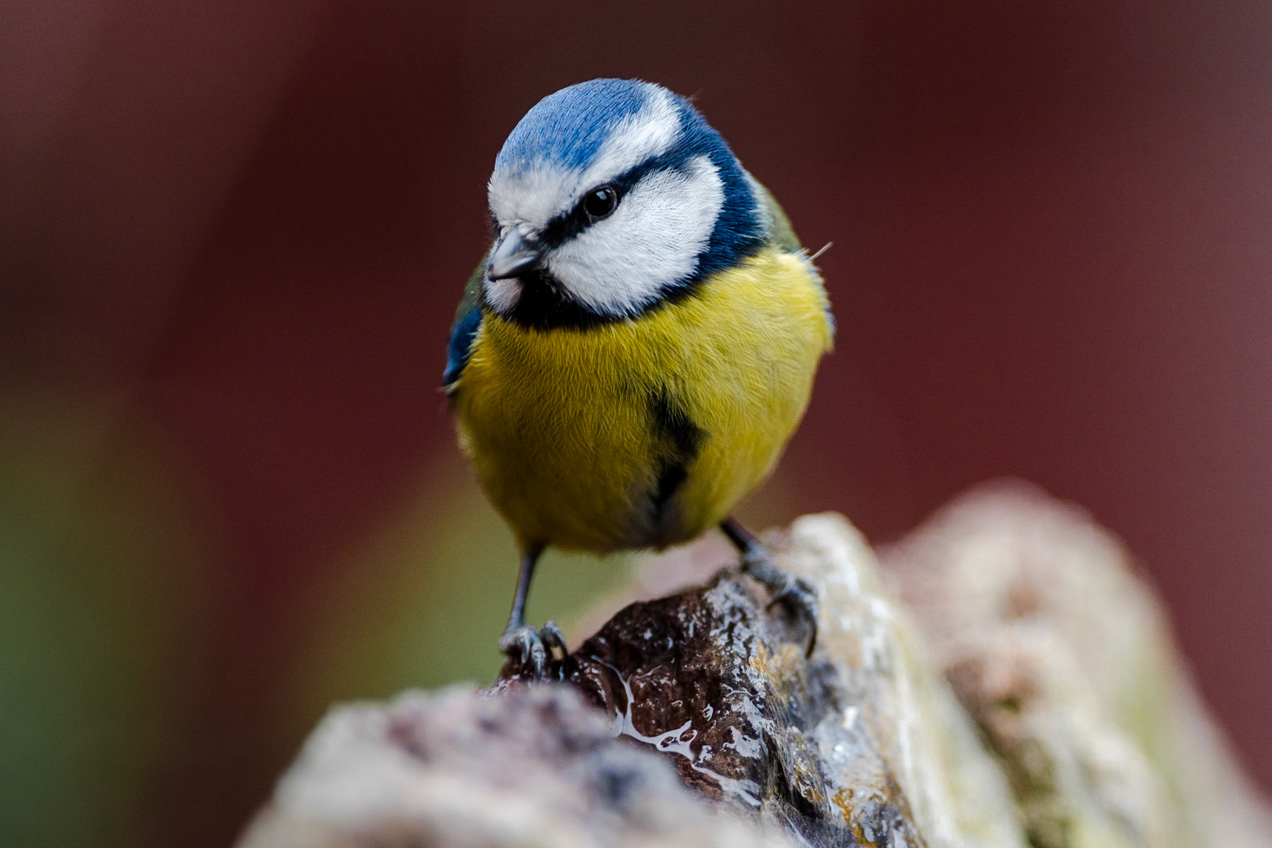 Blue Tit on a Water Feature