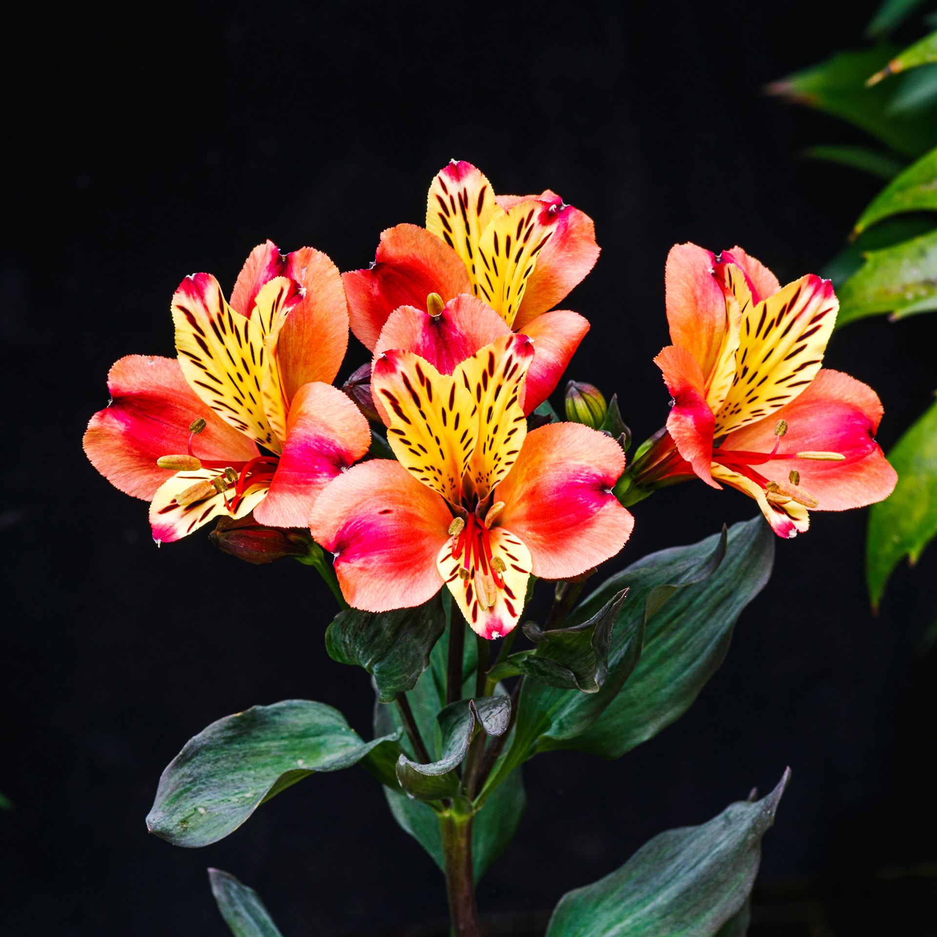 Alstroemeria Summer Paradise Indian Summer