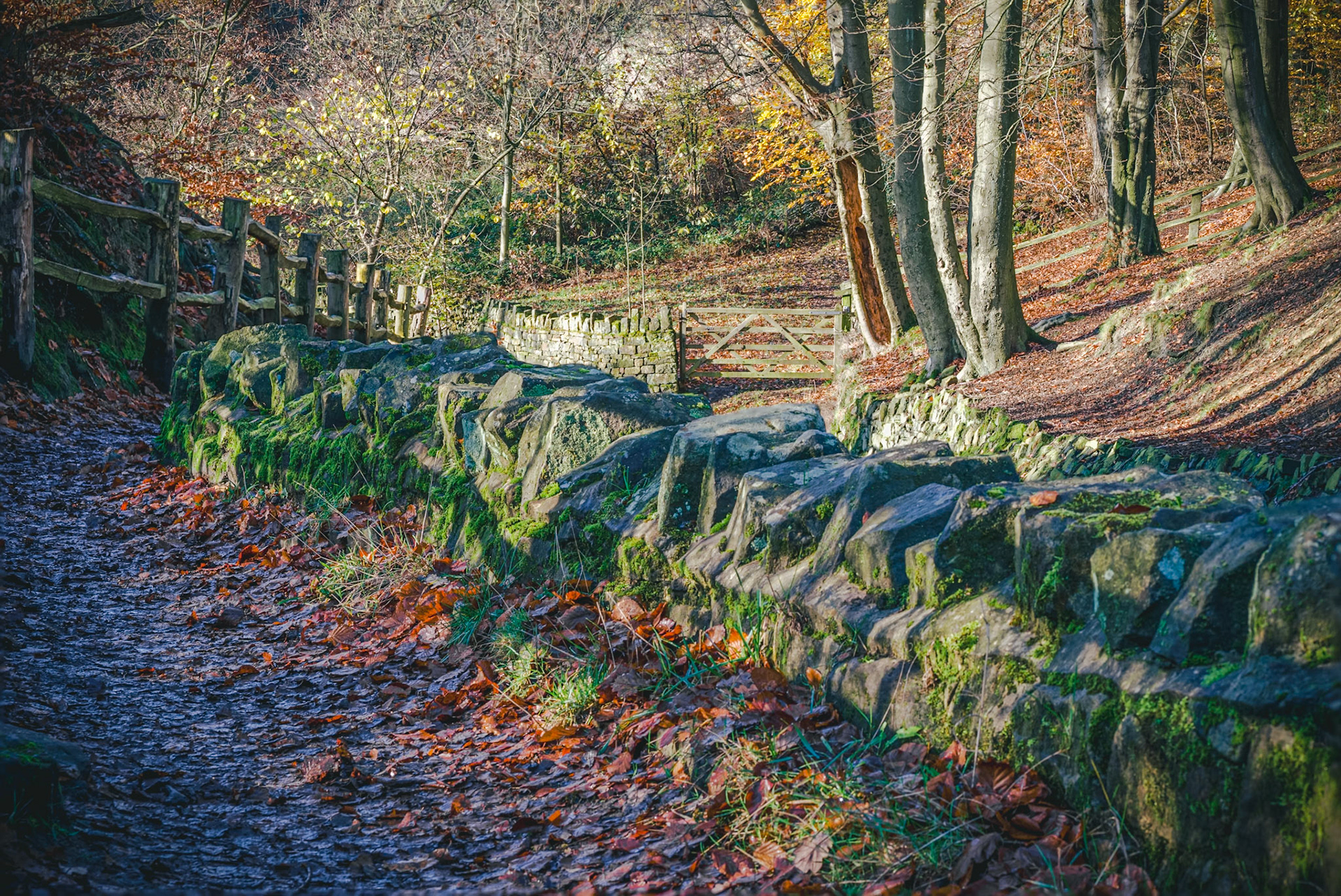 Judy Woods, Bradford. Landscape. Colour. Printed on Hahnemühle FineArt Baryta Satin.