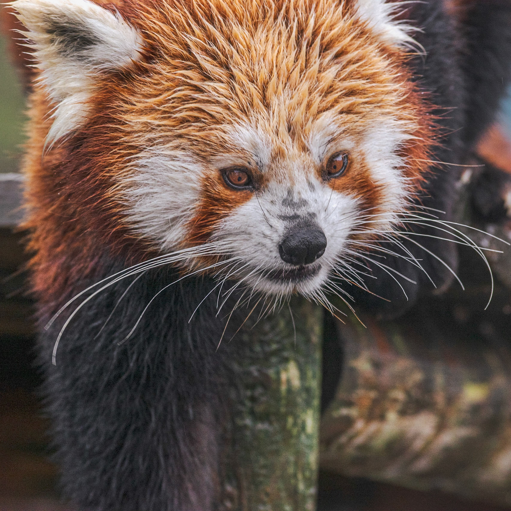 Nam Pang: One of the two gorgeous Red Pandas at Paradise Wildlife Park. Color. Printed on Hahnemühle Albrecht Durer.