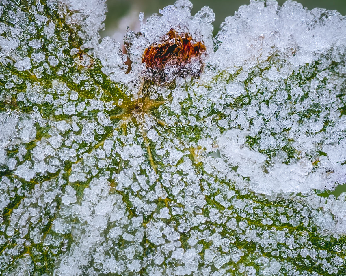Ice Crystals on a Leaf