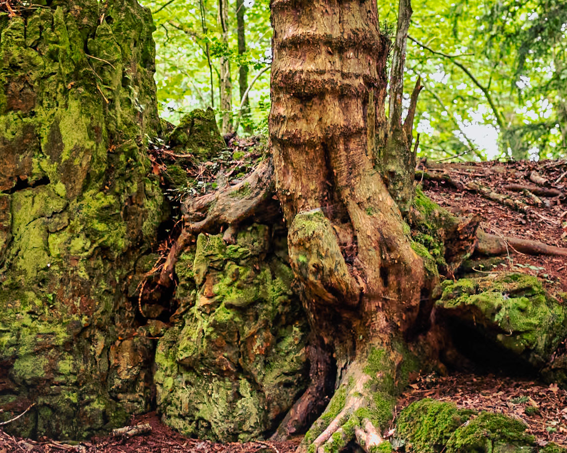 Climbing Tree: Puzzle Wood (2of6). Ancient woodland. Landscape. Colour. Printed on on EpsonPremCanvasSatin