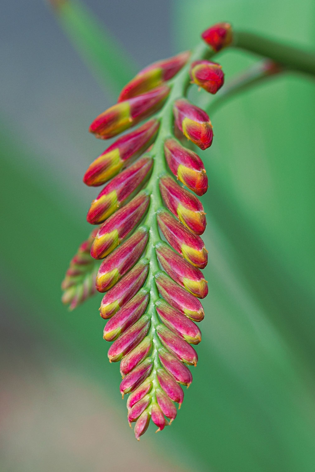 Crocosmia Buds: Just before flowering. Landscape. Colour. Printed on Hahnemühle FABSatin.
