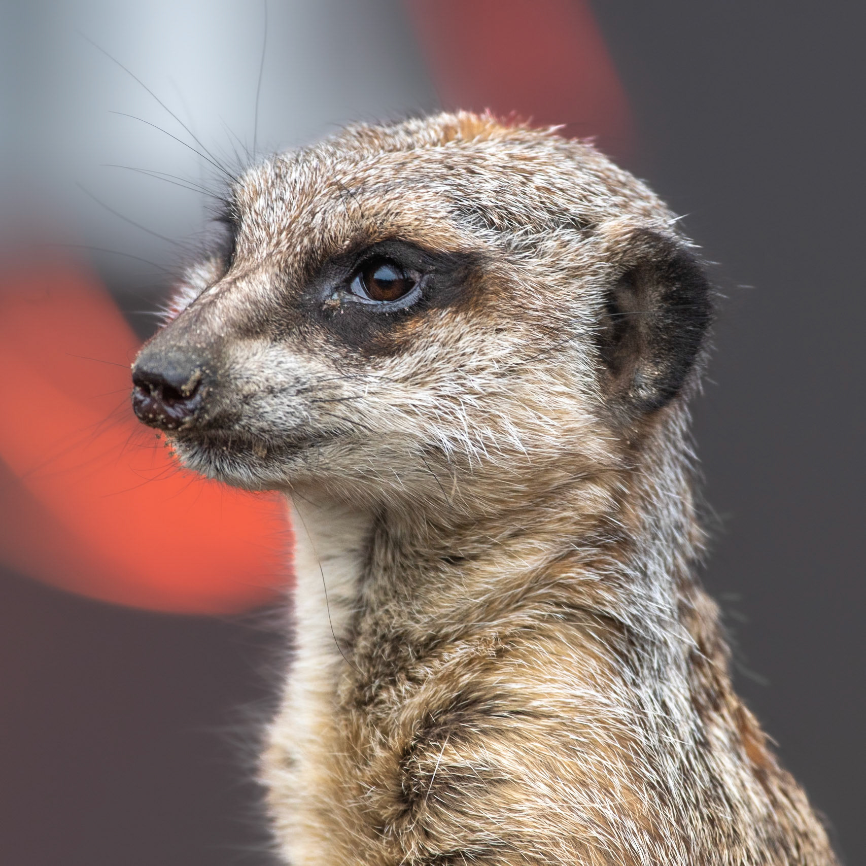 Meerkat Portrait: Pictured at Paradise Wildlife Park.