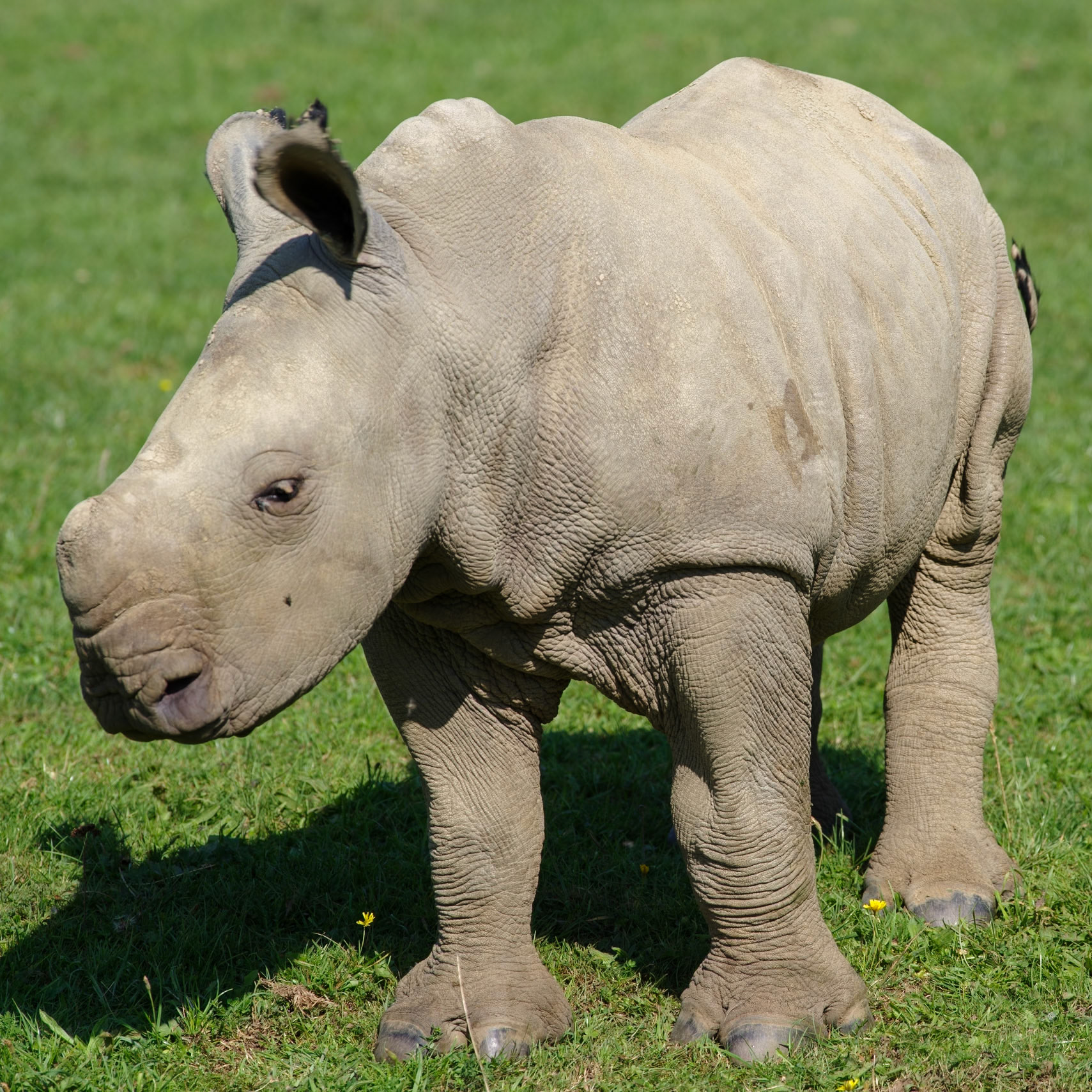Baby Rhino