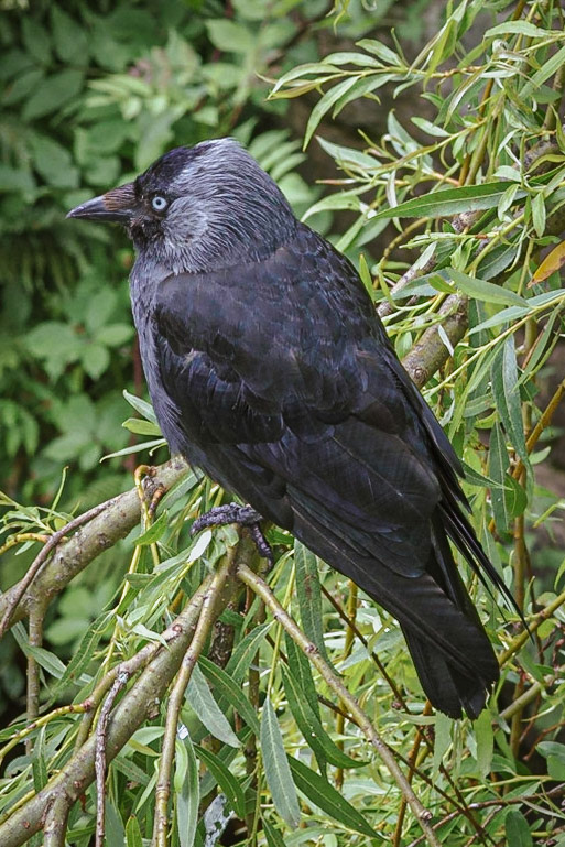 Jackdaw, Hebden Bridge