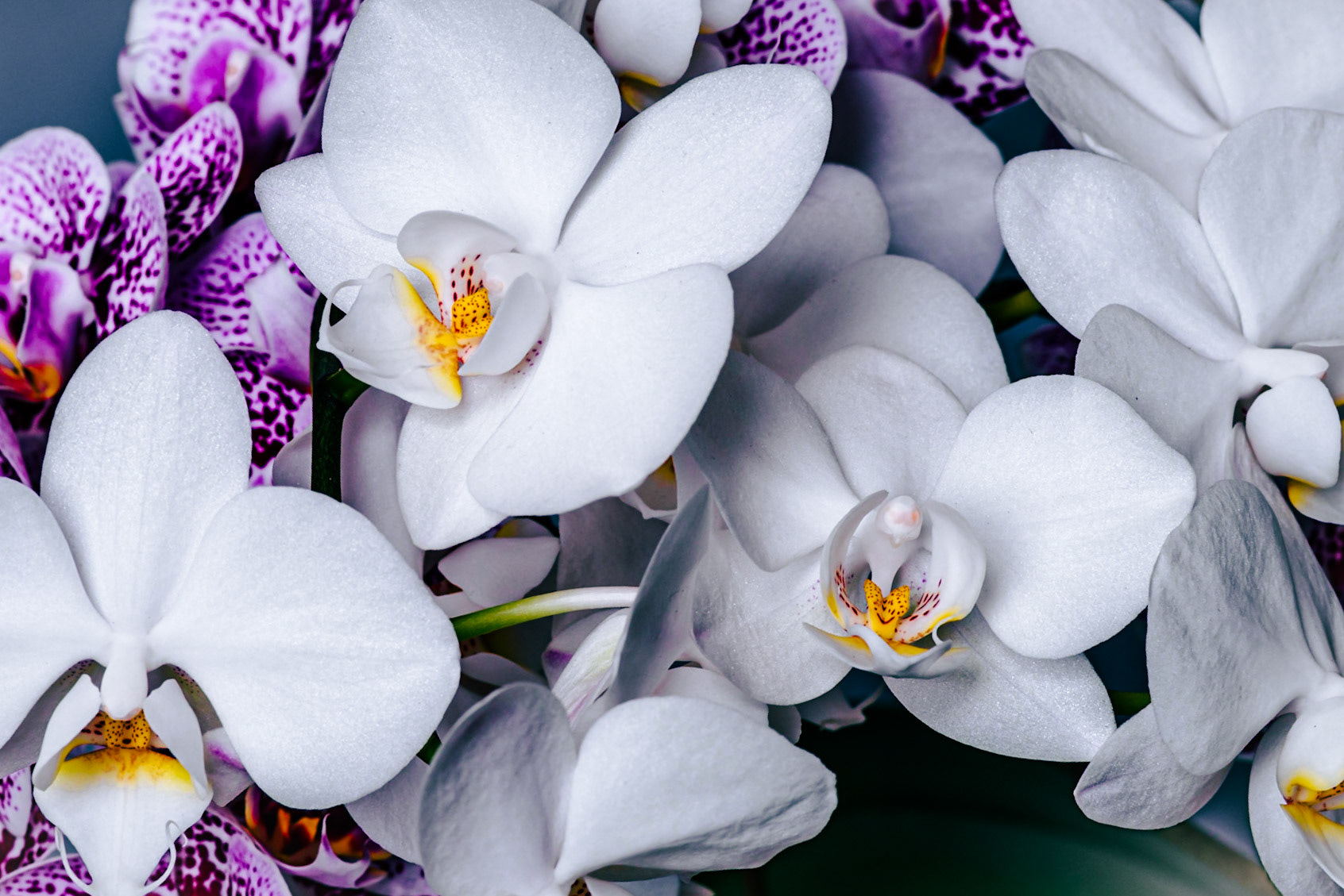 Orchids (Two of Three)