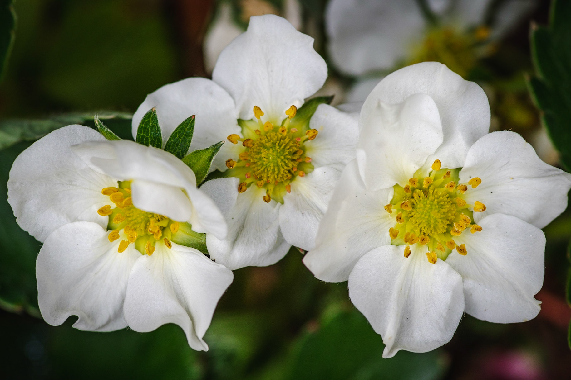 Strawberry Plants