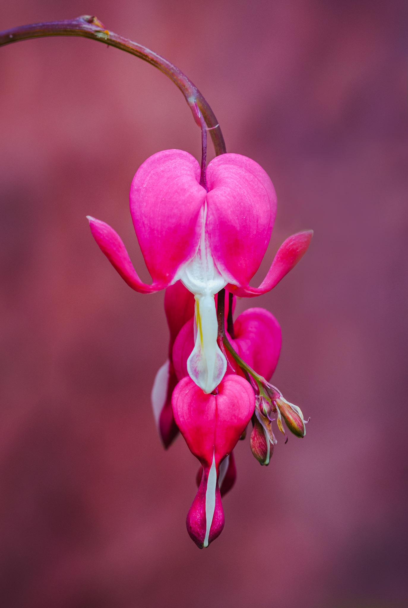 Bleeding Heart: Portrait. Colour. Printed on Hahnemühle PRBrightWhite.
