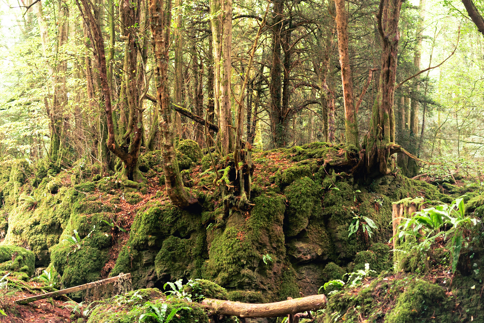 Rock Island in ancient woods. Landscape. Colour. Printed on Hahnemühle  Torchon.