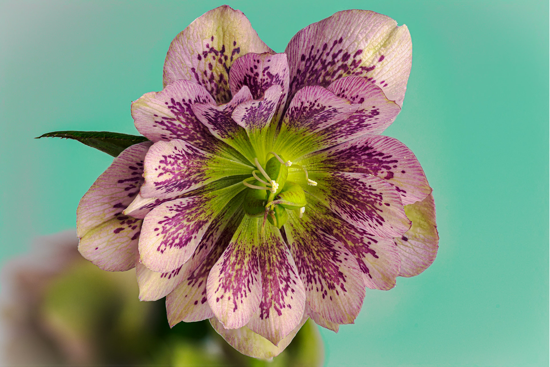 Hellebore 'Double Ellen'