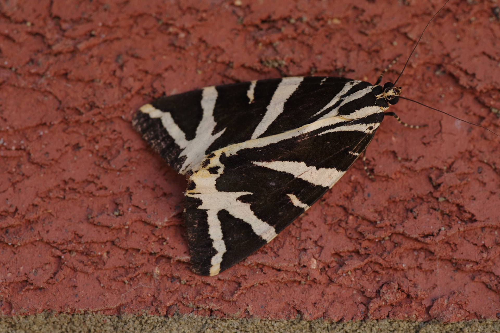 Jersey Tiger Moth