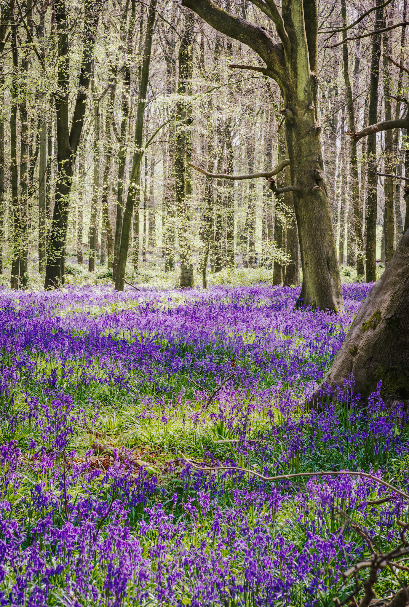Bluebells, Dockey Wood, Buckinghamshire.