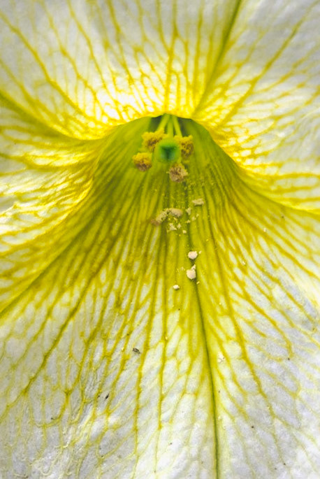 Pollen Alert: An insiders' view. Portrait. Colour. Printed on Hahnemühle PhotoRag BrilliantWhite