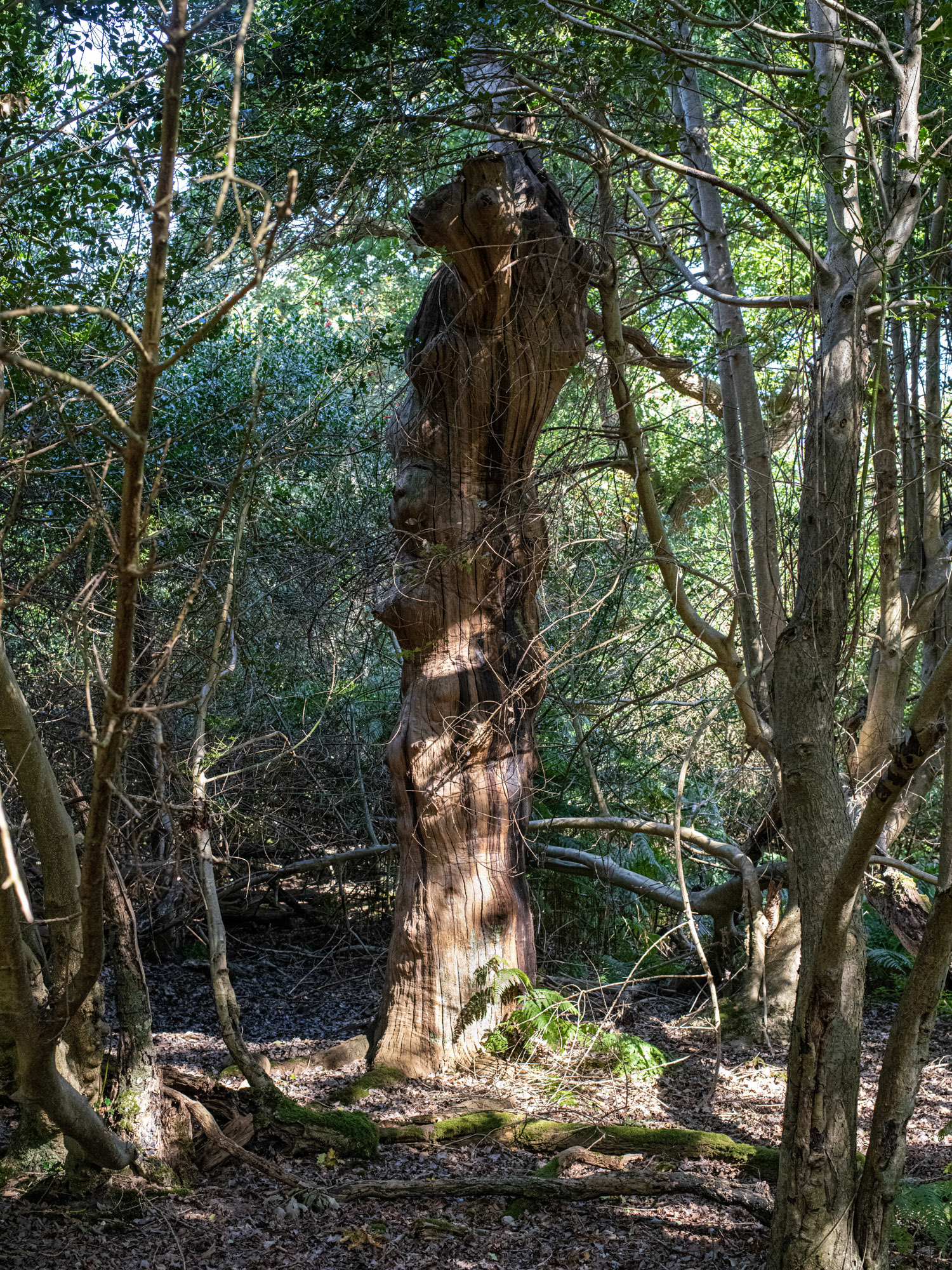 Staverton Thicks