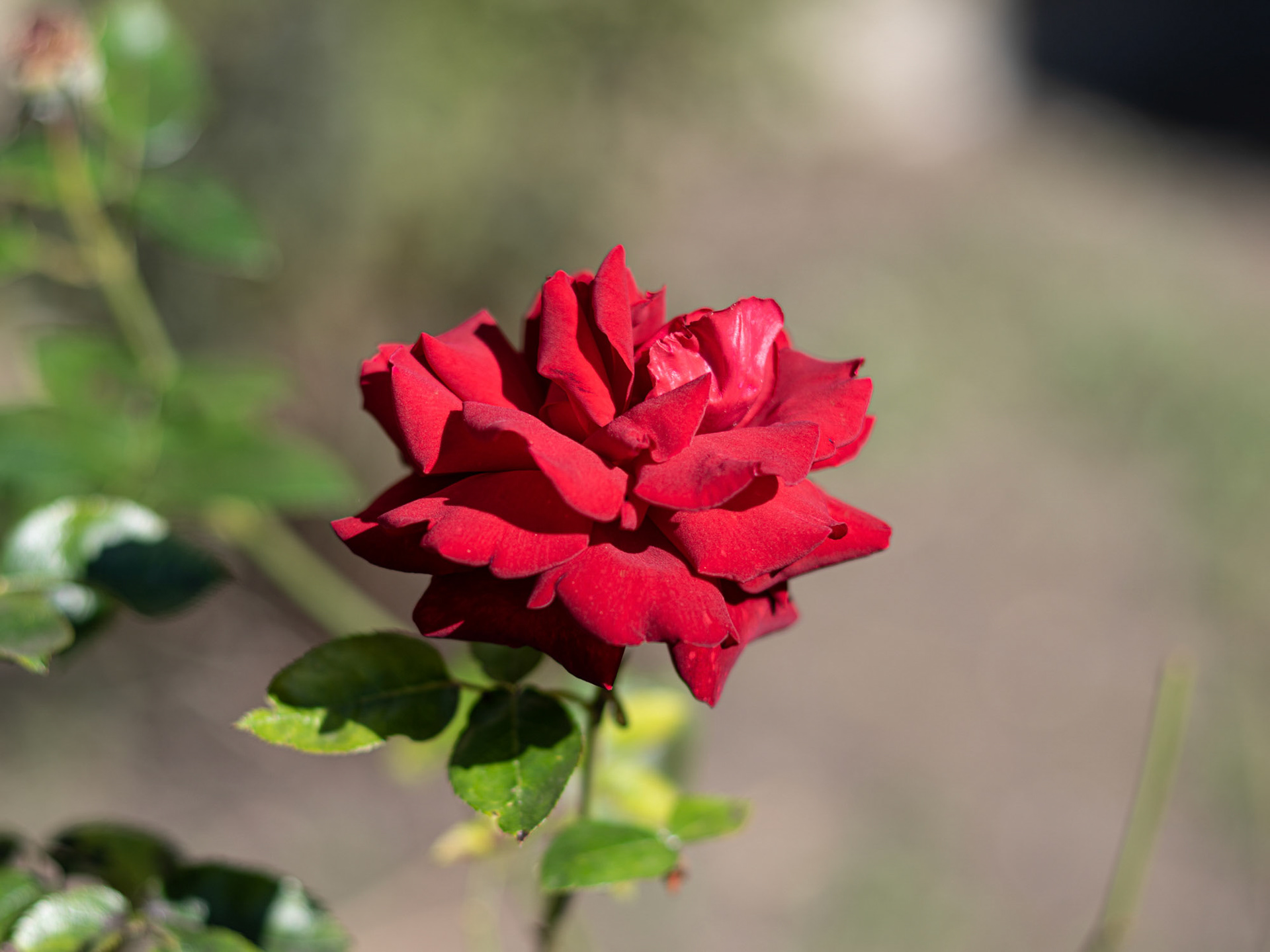 Wild Rose