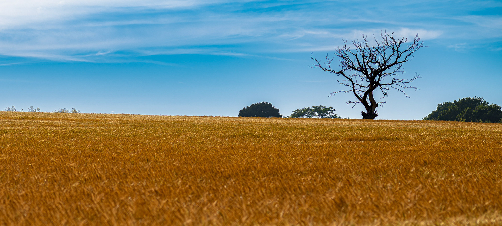 Tree on the Hill Top