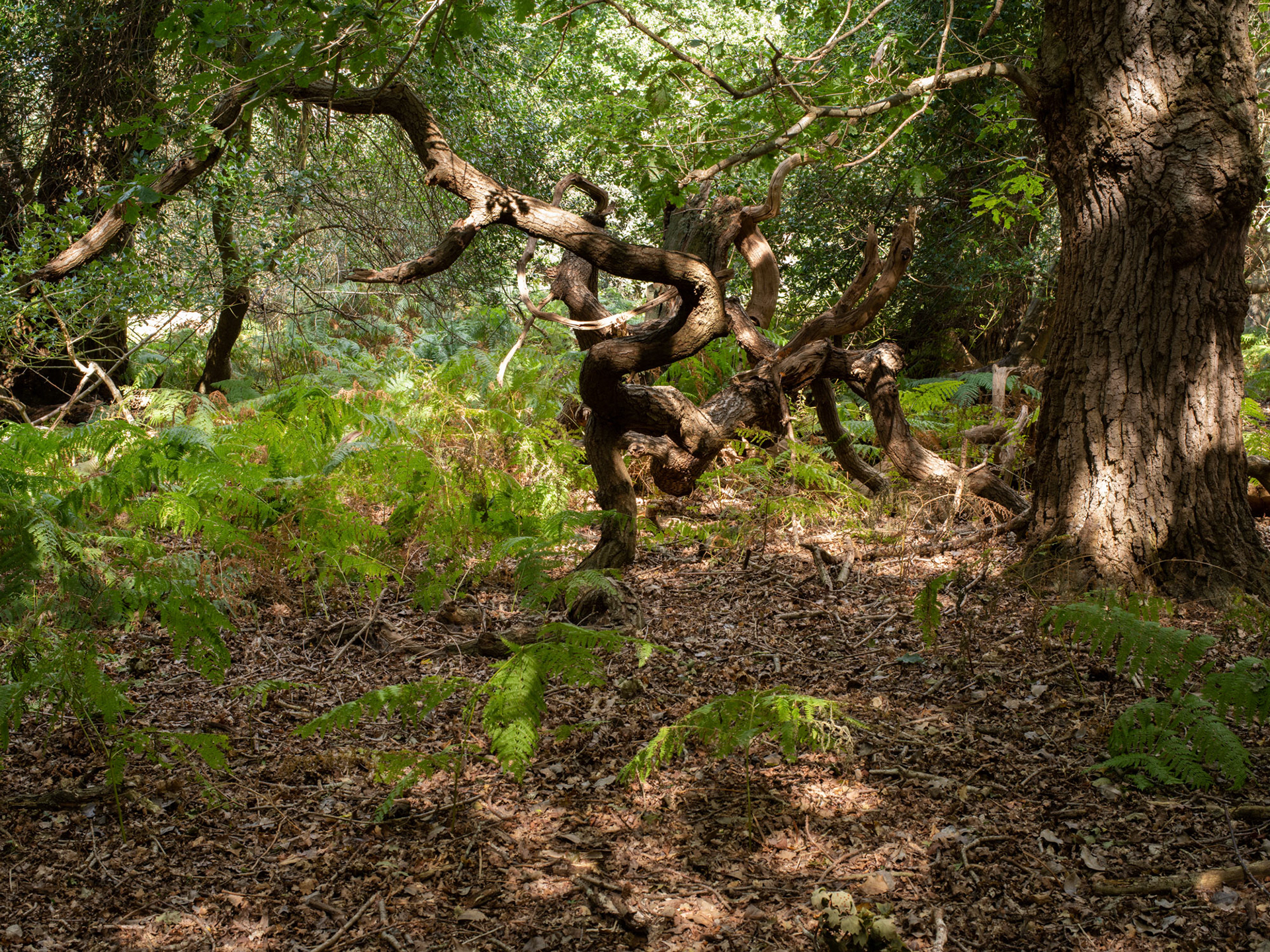 Staverton Thicks
