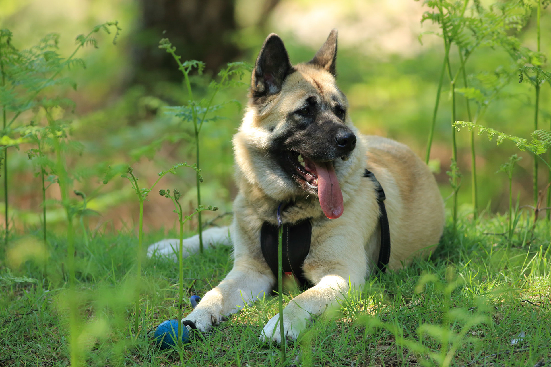 Nala....Our Akita