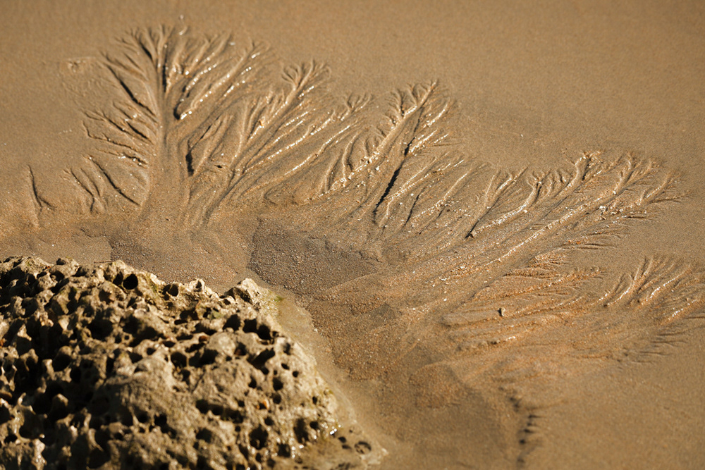 Racines éphémères. Tirage Hahnemühle Ultra Smooth 305g 30x22cm.
