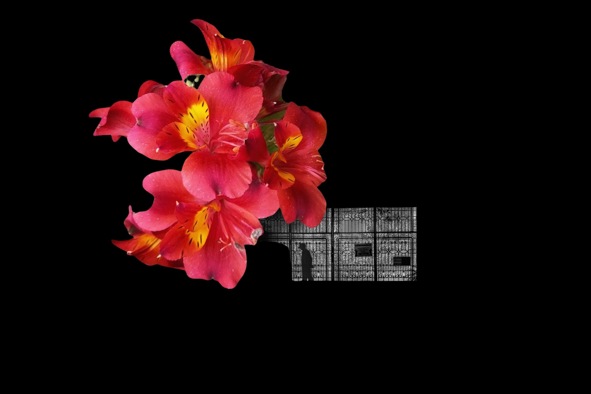 Experimental Visual Arts Photography by Judhajit & Ranadeep Yaanus Films - Series Bloom of Life