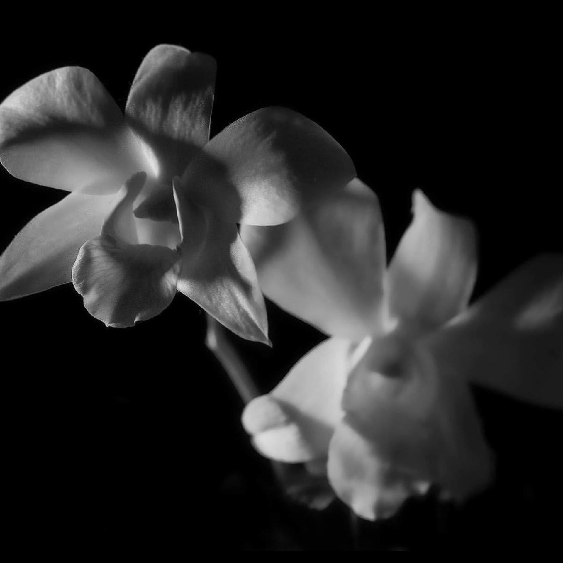 Beauty & Fashion Art Still Life Fine Art Photography by Judhajit Ranadeep Yaanus Films Mumbai