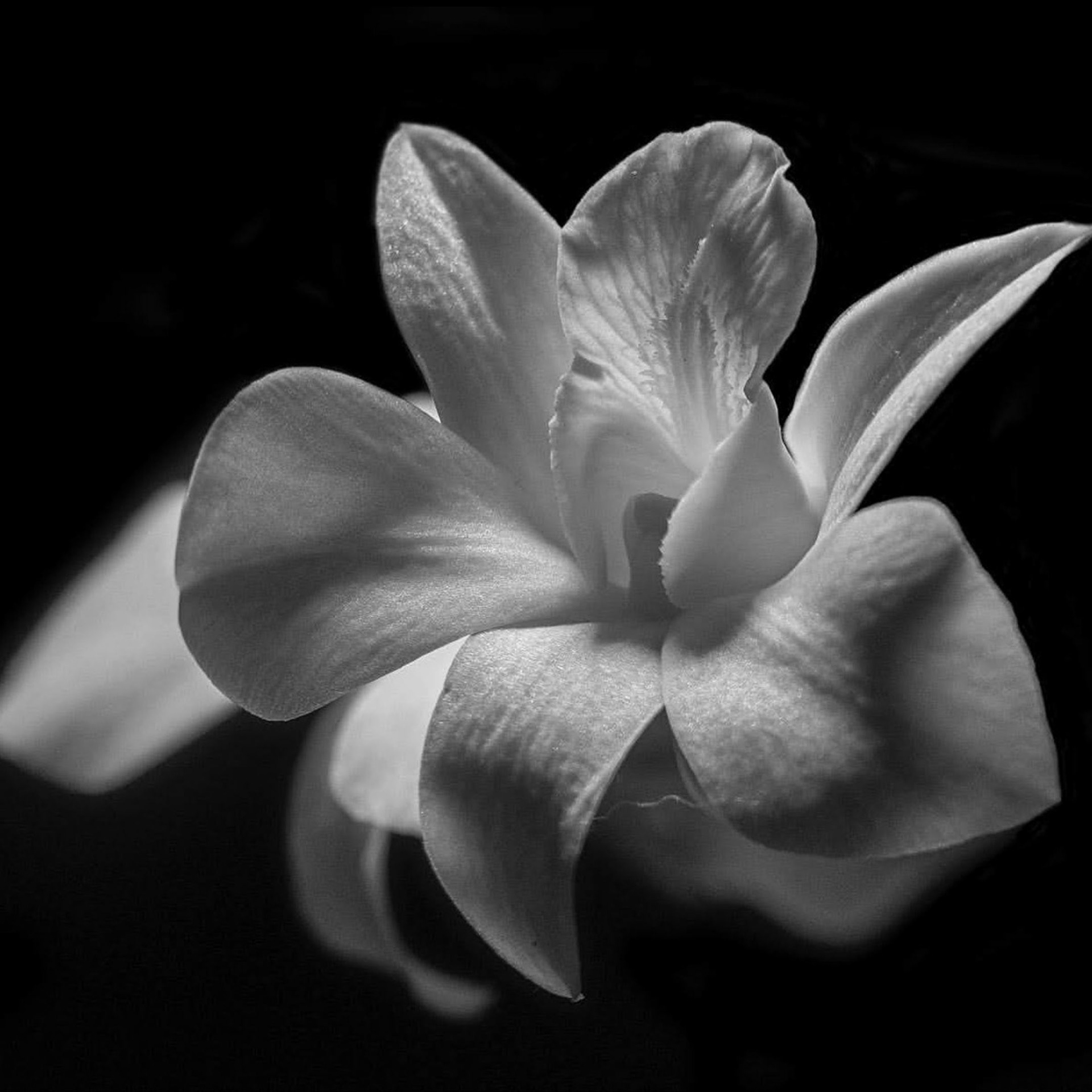 Beauty & Fashion Art Still Life Fine Art Photography by Judhajit Ranadeep Yaanus Films Mumbai