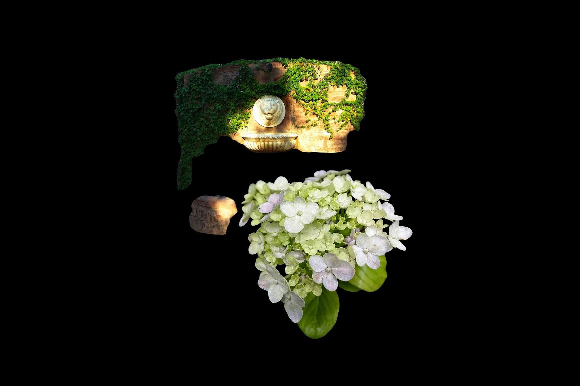 Experimental Visual Arts Photography by Judhajit & Ranadeep Yaanus Films - Series Bloom of Life