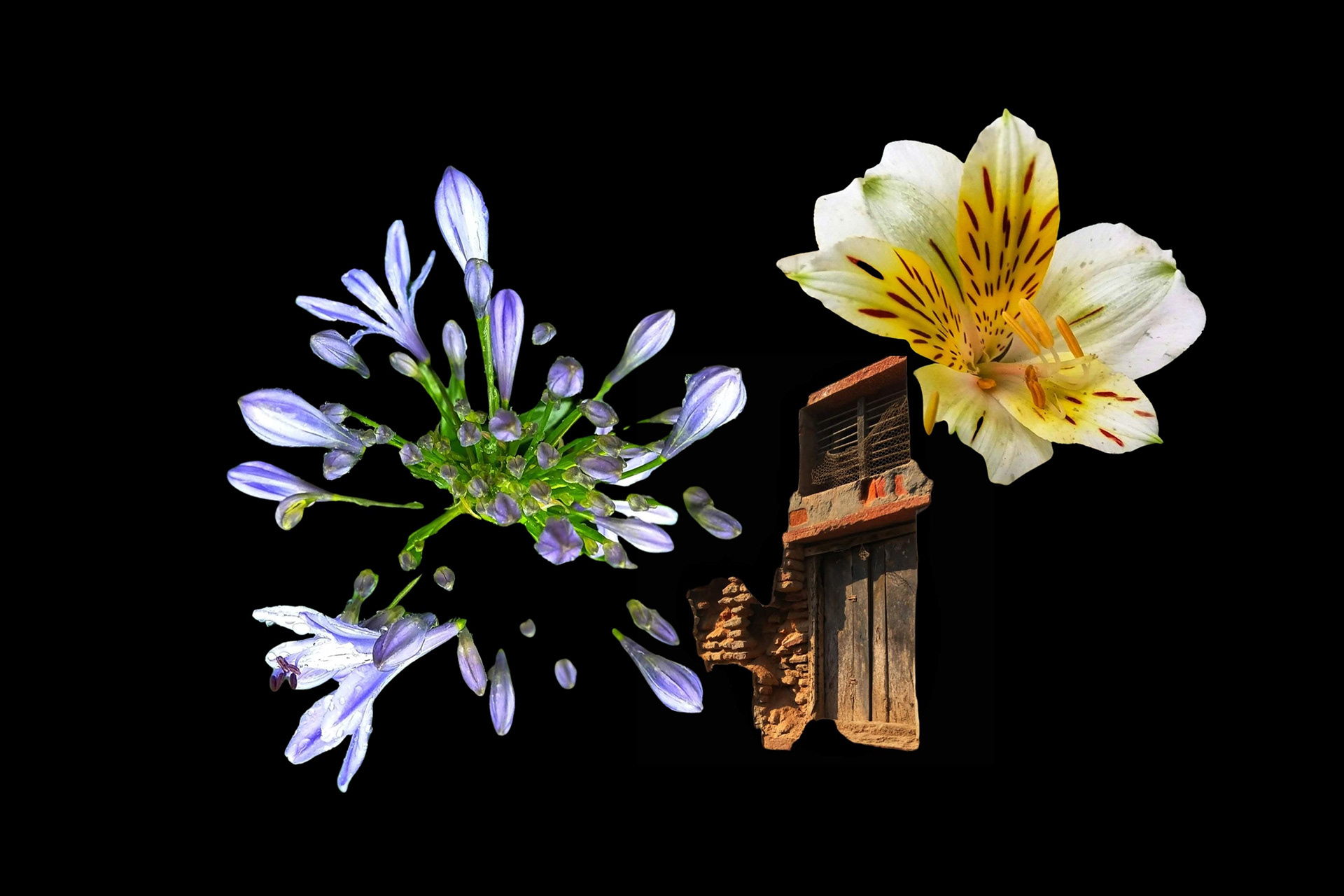 Experimental Visual Arts Photography by Judhajit & Ranadeep Yaanus Films - Series Bloom of Life