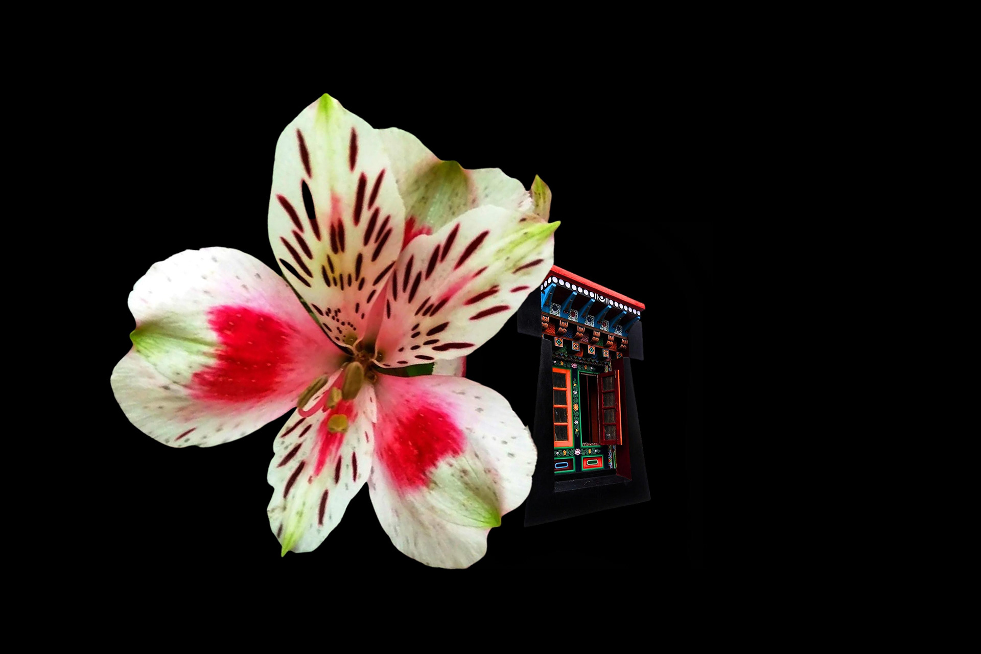 Experimental Visual Arts Photography by Judhajit & Ranadeep Yaanus Films - Series Bloom of Life