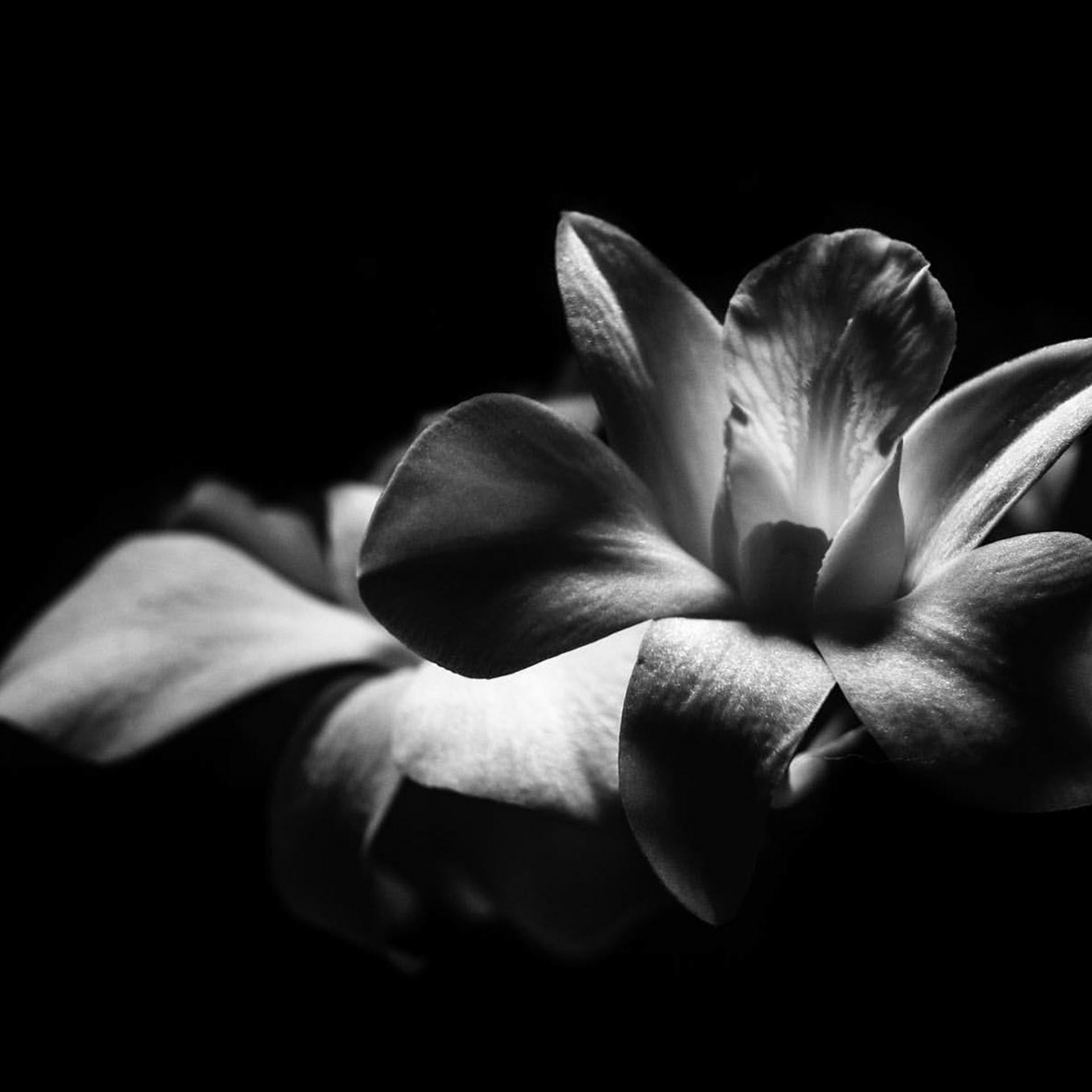 Beauty & Fashion Art Still Life Fine Art Photography by Judhajit Ranadeep Yaanus Films Mumbai