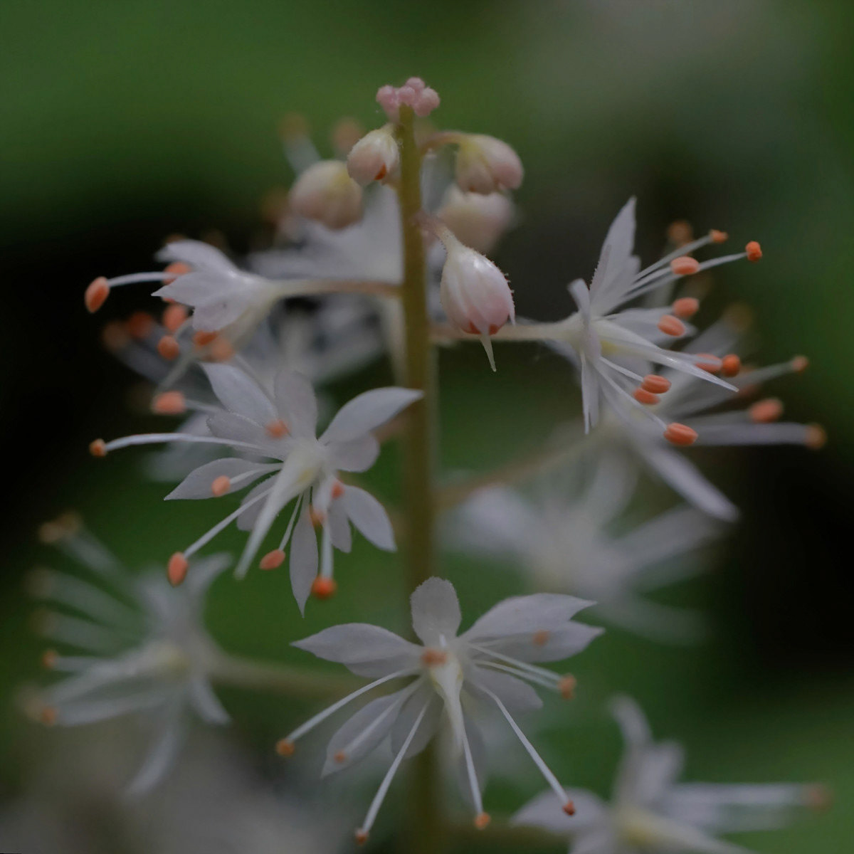 Fleur Macro - Michel Paquin