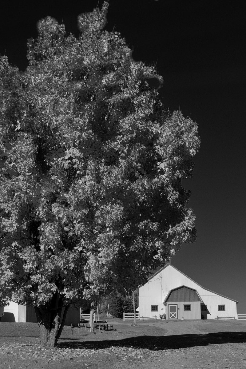 Folies d'automne N&amp;B - Michel Paquin