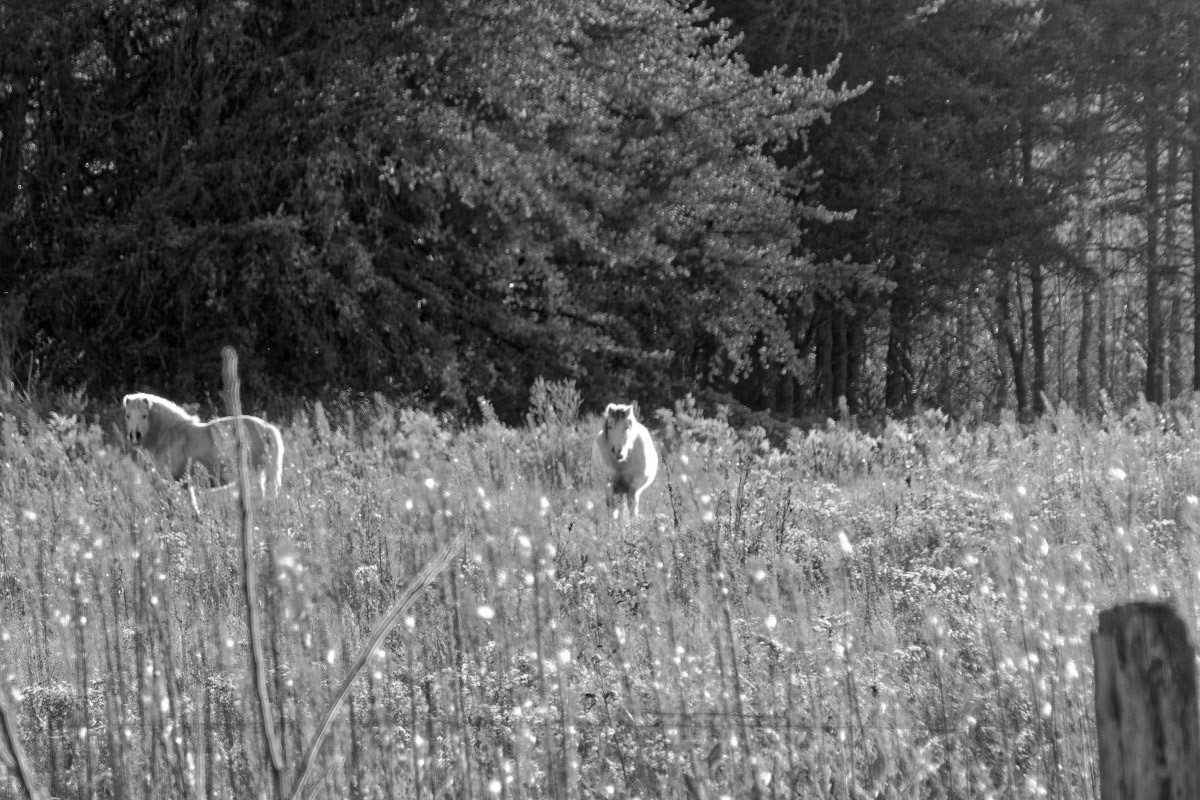 Dans le Champ - Michel Paquin